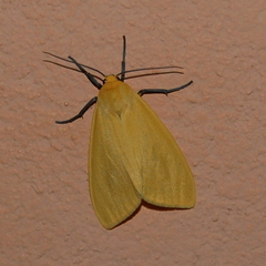 Pareuchaetes aurata