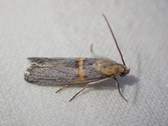 Oxybia transversella