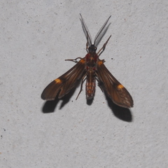 Rhynchopyga meisteri