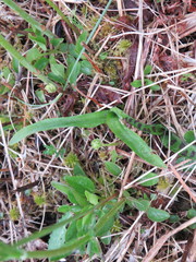 Liparis loeselii