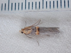 Oxybia transversella