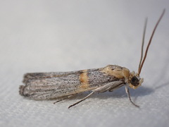Oxybia transversella