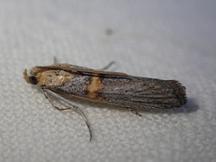 Oxybia transversella
