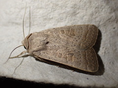 Hoplodrina ambigua