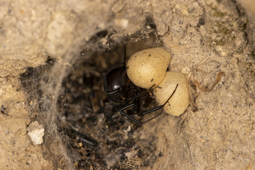 iNaturalist observation photo of Western Black Widow