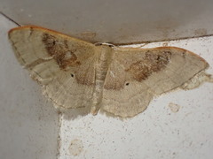 Idaea degeneraria