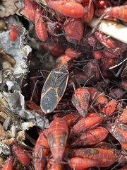 Boisea trivittata
