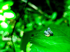 Monostegia abdominalis