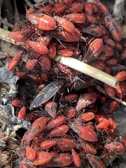 Boisea trivittata