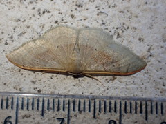 Idaea degeneraria