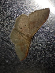Idaea degeneraria