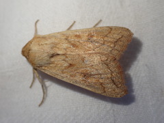 Mythimna vitellina