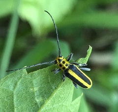 Saperda puncticollis