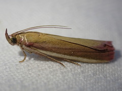Oncocera semirubella