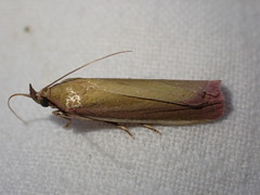 Oncocera semirubella