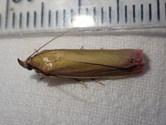 Oncocera semirubella