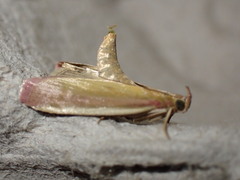Oncocera semirubella