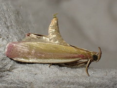 Oncocera semirubella