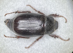 Phyllophaga hirticula