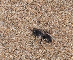 Oxybelus bipunctatus