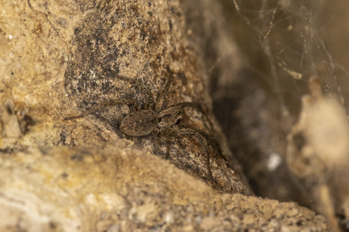 iNaturalist observation photo of Koch's Wolf Spider