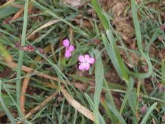 Dianthus langeanus
