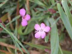 Dianthus langeanus