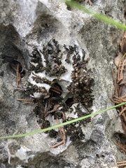 Enchylium polycarpon