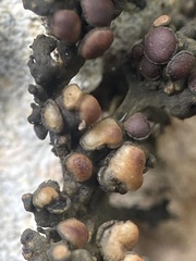 Enchylium polycarpon