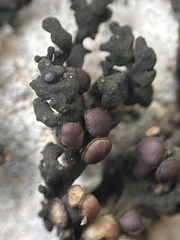 Enchylium polycarpon