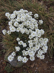 Teesdalia conferta
