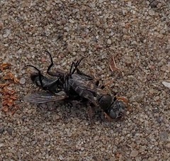 Oxybelus bipunctatus