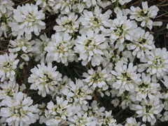 Teesdalia conferta