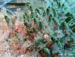 Dasycladus vermicularis