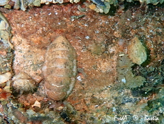 Lepidopleurus cajetanus