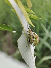 Chlorophanus vittatus