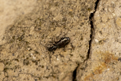iNaturalist observation photo of Microlestes
