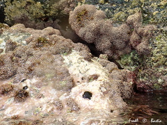 Lithophyllum byssoides