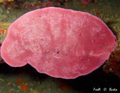 Lithophyllum stictaeforme