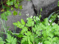 Chaerophyllum nodosum