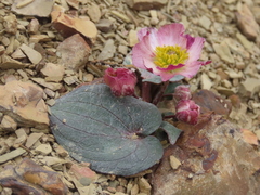 Ranunculus cabrerensis