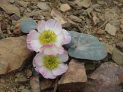 Ranunculus cabrerensis