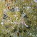Mediterranean Limpet - Photo (c) Frédéric ANDRE, some rights reserved (CC BY-NC), uploaded by Frédéric ANDRE