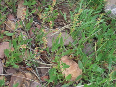 Rumex suffruticosus