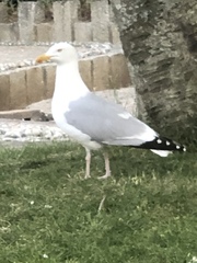 Larus argentatus