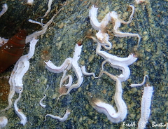 Spirobranchus triqueter