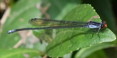 Pseudagrion pruinosum
