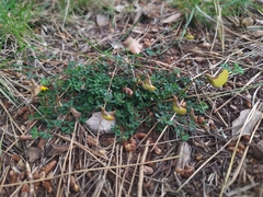 Lotus tetraphyllus