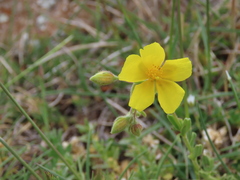 Helianthemum croceum
