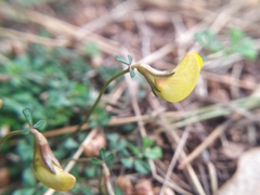 Lotus tetraphyllus